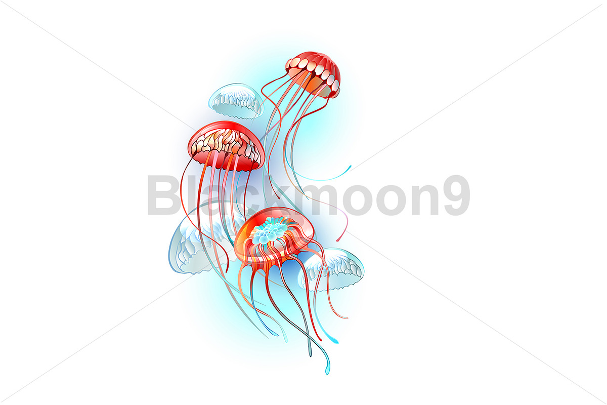 Red jellyfish, an Animal Illustration by blackmoon9