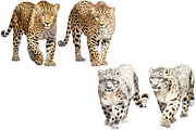 Individual Big Cats Bundle of 24, a Graphic by Jay Major Designs (Thumbnail 7 of 7)