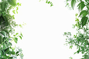 99 Frames of green leaves, a Nature Photo by Handmadefont (Thumbnail 34 of 100)