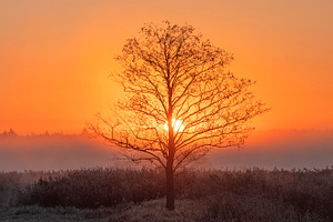 A tree against the sun. A foggy autumn morning. The first frosts, a Photo by Pictures for you!!!!!!!!!