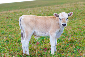 Pretty little calf 