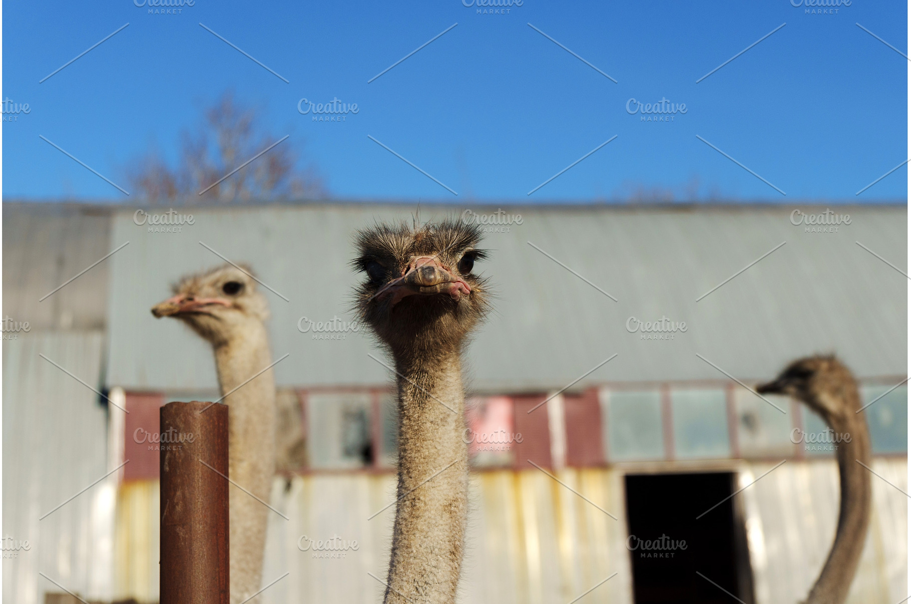 Ostrich from a close perspective in, an Animal Photo by darksoul72
