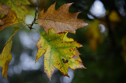 Autumn leaves featuring fall, nature, and autumn