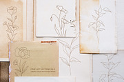 Botanical Line Art Illustrations V1, a Texture Illustration by Kaya Fonts (Thumbnail 7 of 9)
