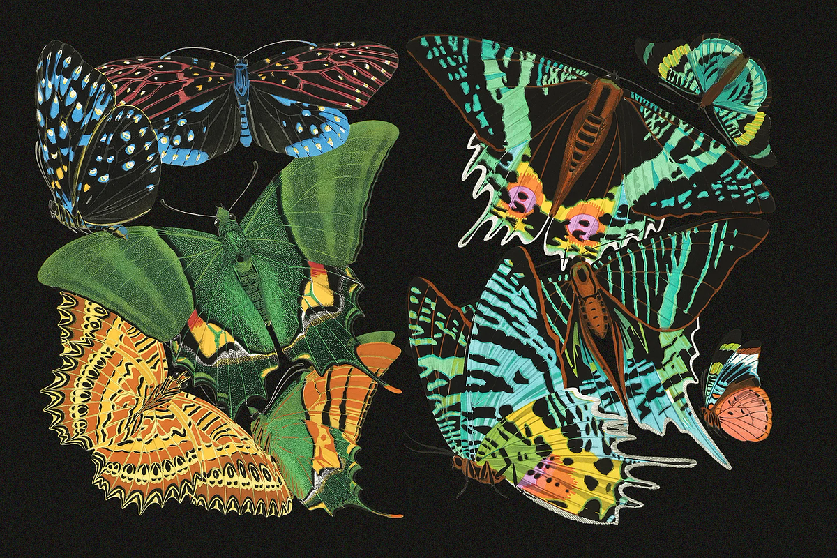E.A. Séguy HQ Clipart Bundle, an Animal Illustration by Digital Museum (Photo 10 of 10)