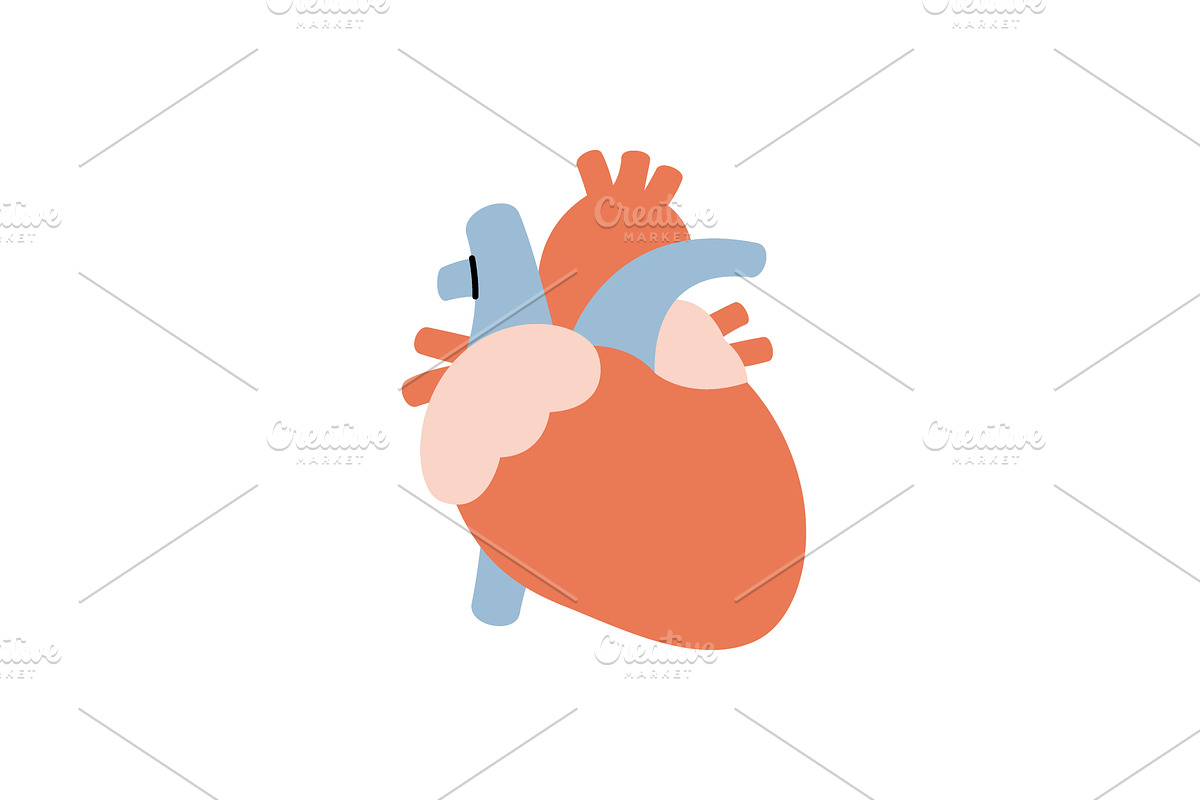 Heart. Human internal organ. Vector, an Object Illustration by GraphiShop