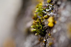 Macro shot of green moss growing on a rough tree bark. Detailed view of tiny mo, a Nature Photo by Rohan Photography