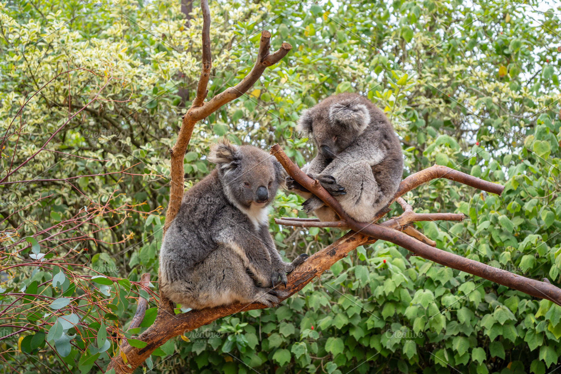 Two koalas resting on tree branches in Kangaroo Island, Australi, an Animal Photo by GoodGoods