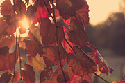 Sun through Autumn leaves, a Nature Photo by Retroshutter (Thumbnail 2 of 2)