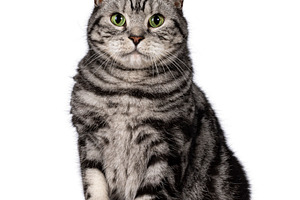 Silver British Shorthair cat on white background