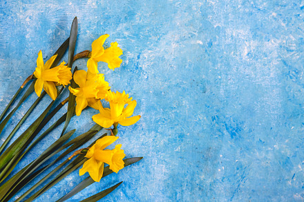 Daffodil flowers yellow on a blue marble background, there is an, a Nature Photo by TanaCh