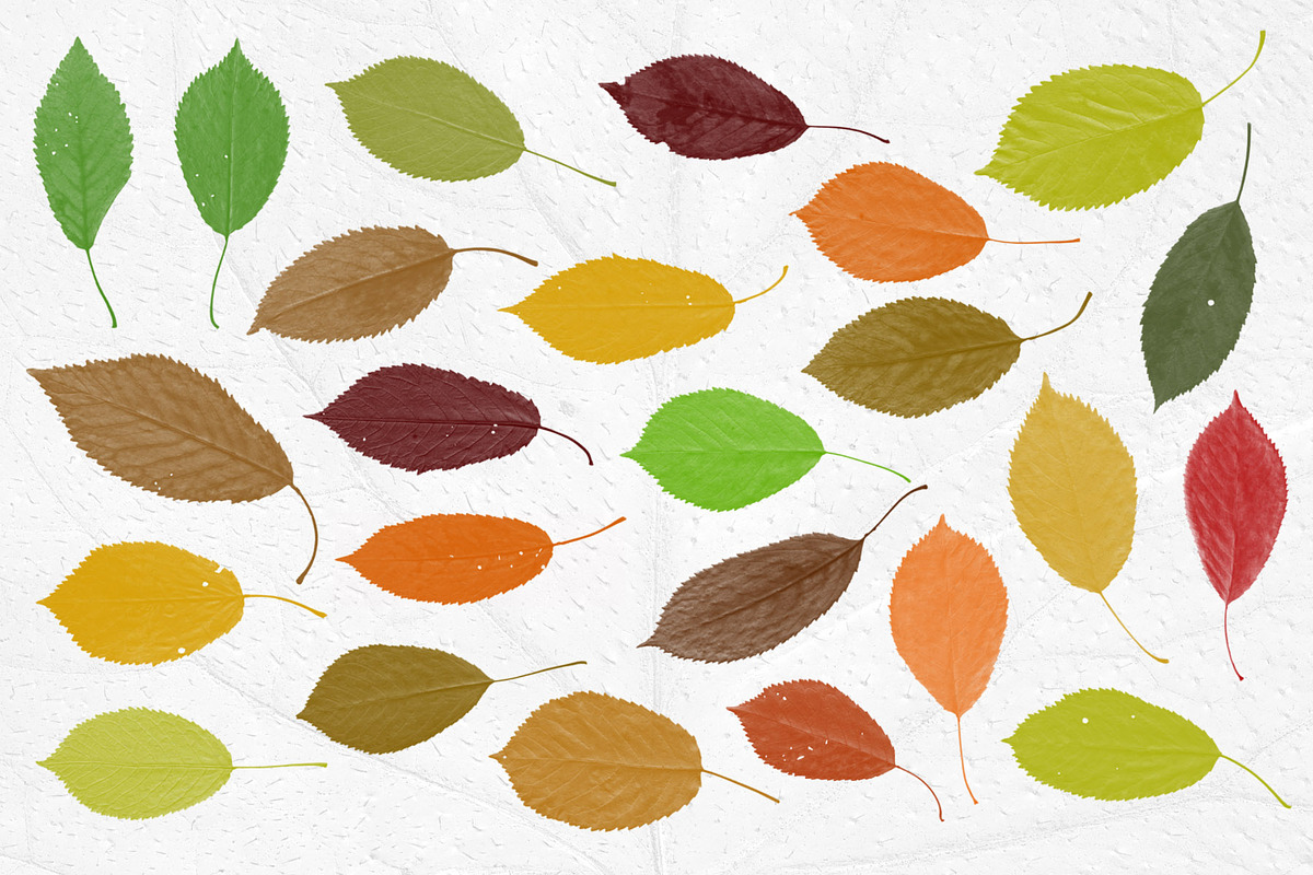Leaves Photoshop Stamp Brushes, a Brush Add-On by ArtistMef (Photo 2 of 7)
