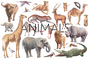 AFRICA, an Animal Illustration by Eisfrei (Thumbnail 2 of 14)