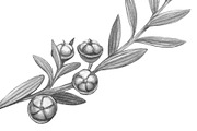 Manuka Pencil Drawing, a Healthcare Illustration by Anna Repp Illustration (Thumbnail 4 of 4)