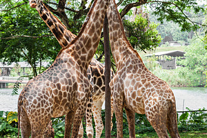 Giraffes, a Photo by saiko3p