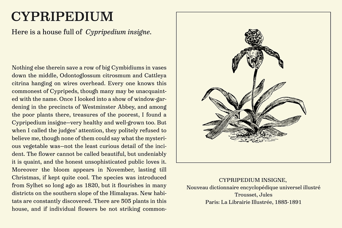 Victorian Orchid, a Serif Font by Dharma Type (Photo 10 of 12)