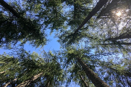 Grove of pine, a Wallpaper Photo by KYNA STUDIO