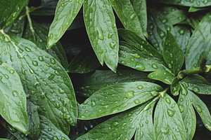 Green Leaves with Raindrops Portrait, a Nature Photo by René Jordaan Photography