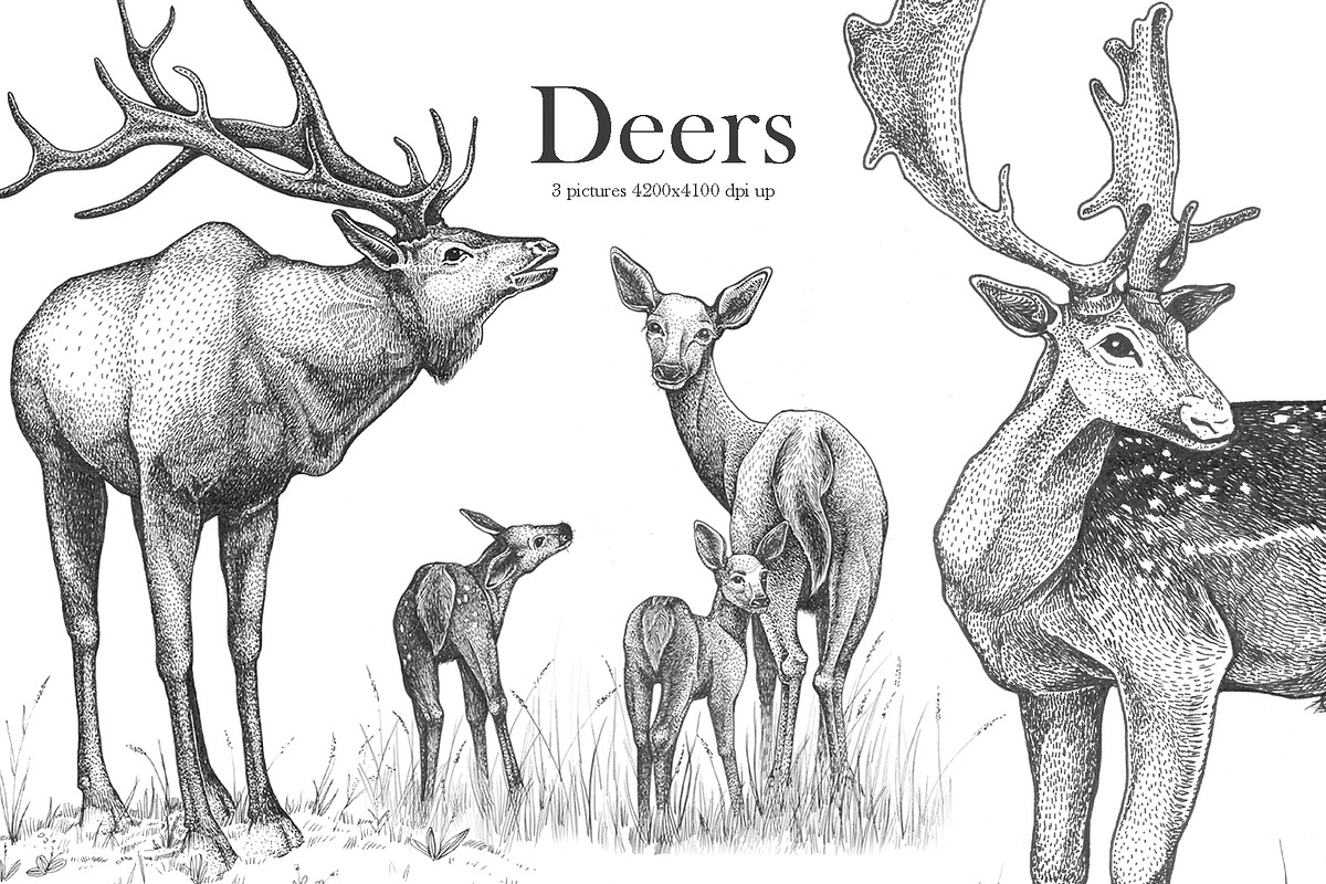 Deers, an Illustration by YuliaBiser (Photo 1 of 4)