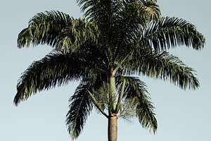 Vertical tropical palm tree, a Nature Photo by SkyNext