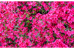Flowers at the keukenhof spring garden the netherlands featuring spring, a Nature Photo by Leonid Andronov