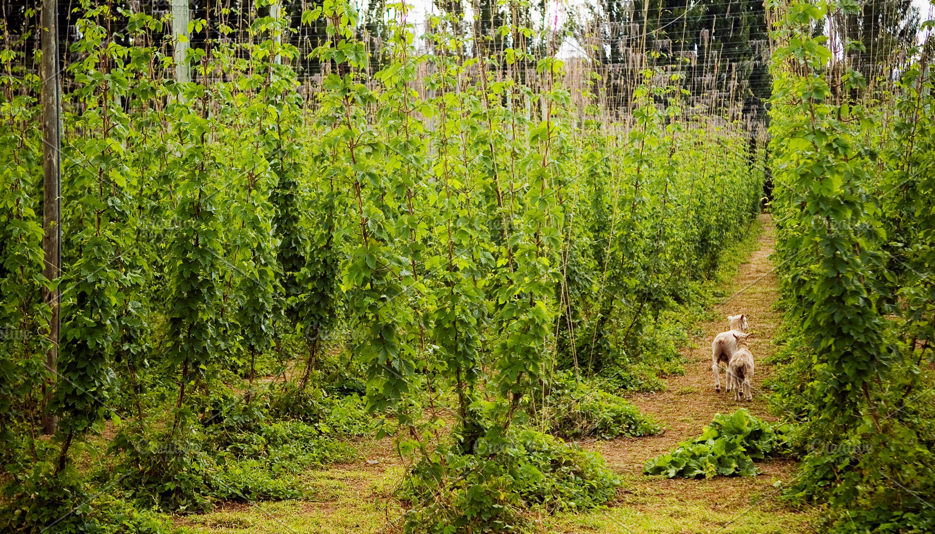 Lambs in Hops, a Nature Photo by THP Creative
