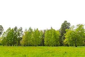 Green forest, green trees, a Nature Photo by Vapi