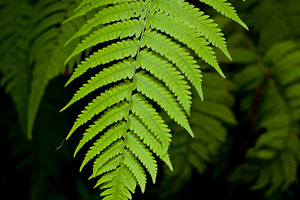 Fern leaves.