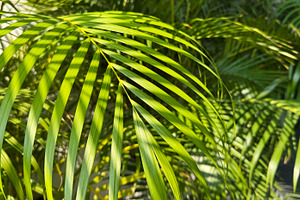 Yellow palm or butterfly palm, a Photo by ArtBackground