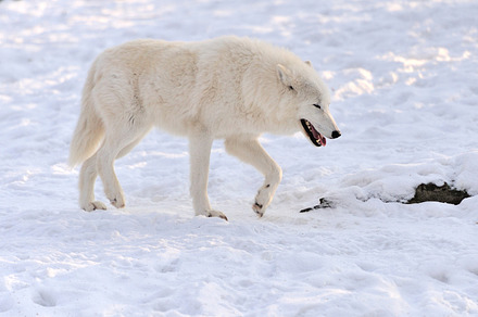 Wolf containing adult, arctic, and autumn, an Animal Photo by Byrdyak