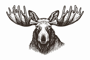 Hand Drawn Moose Head Illustration, an Animal Illustration by MkStudio