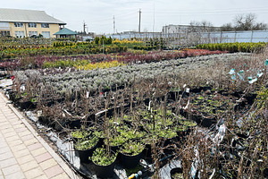 Outdoor plant nursery with various potted plants and shrubs for gardening, a Photo by AS photostudio