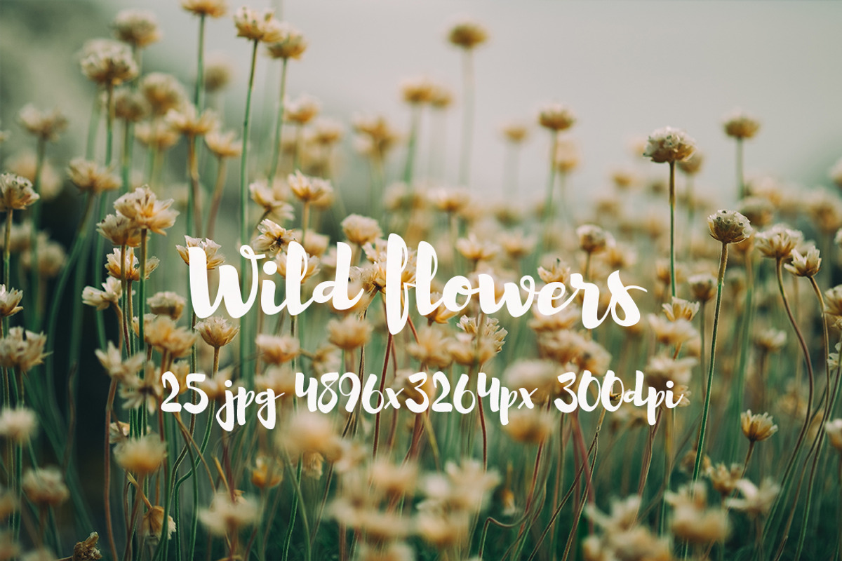 Wild Flowers II, a Templates & Theme by ApertureVintage (Photo 8 of 14)