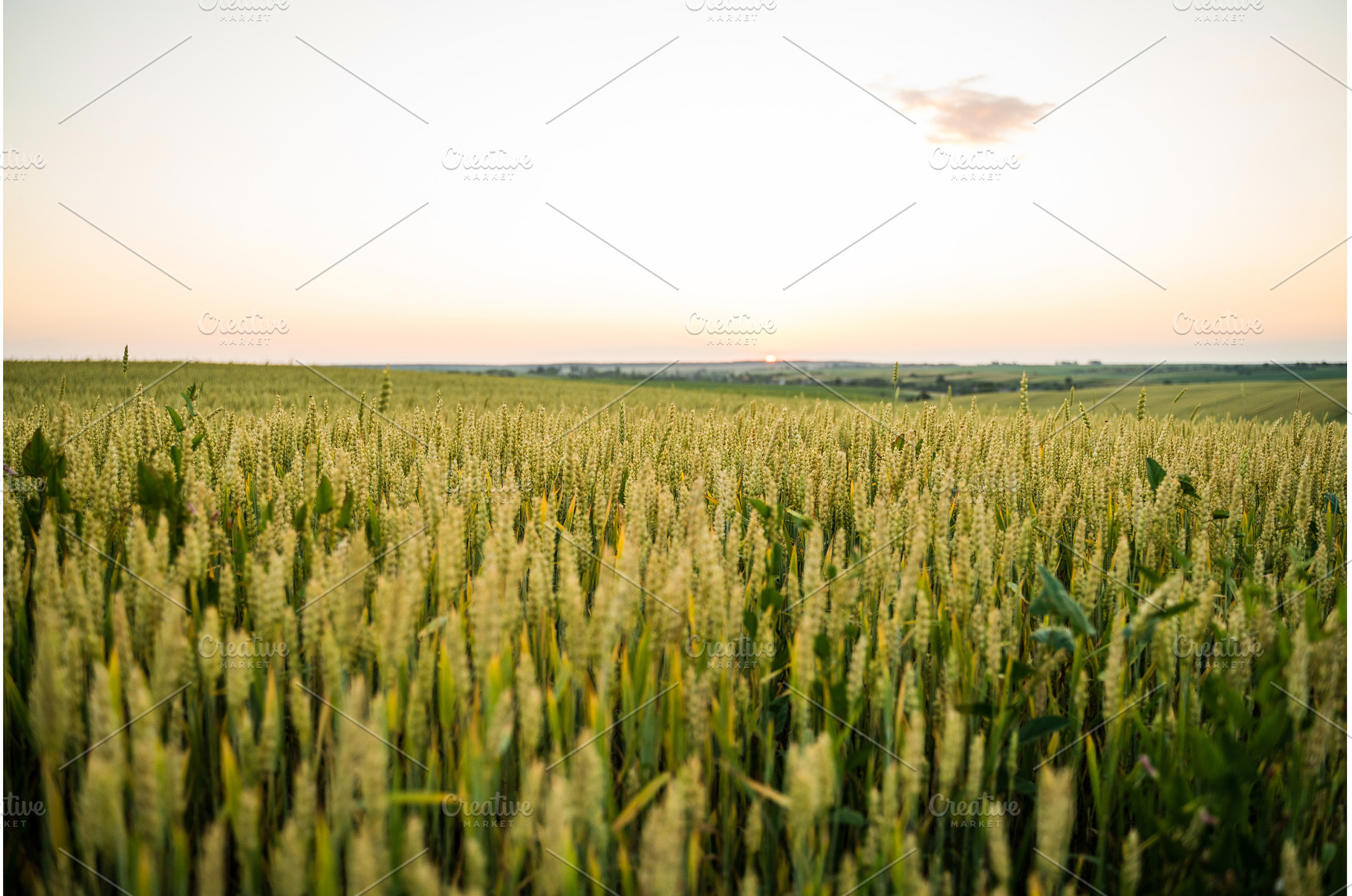 Young green ears of wheat seedling, a Nature Photo by volodymyrshtun13795
