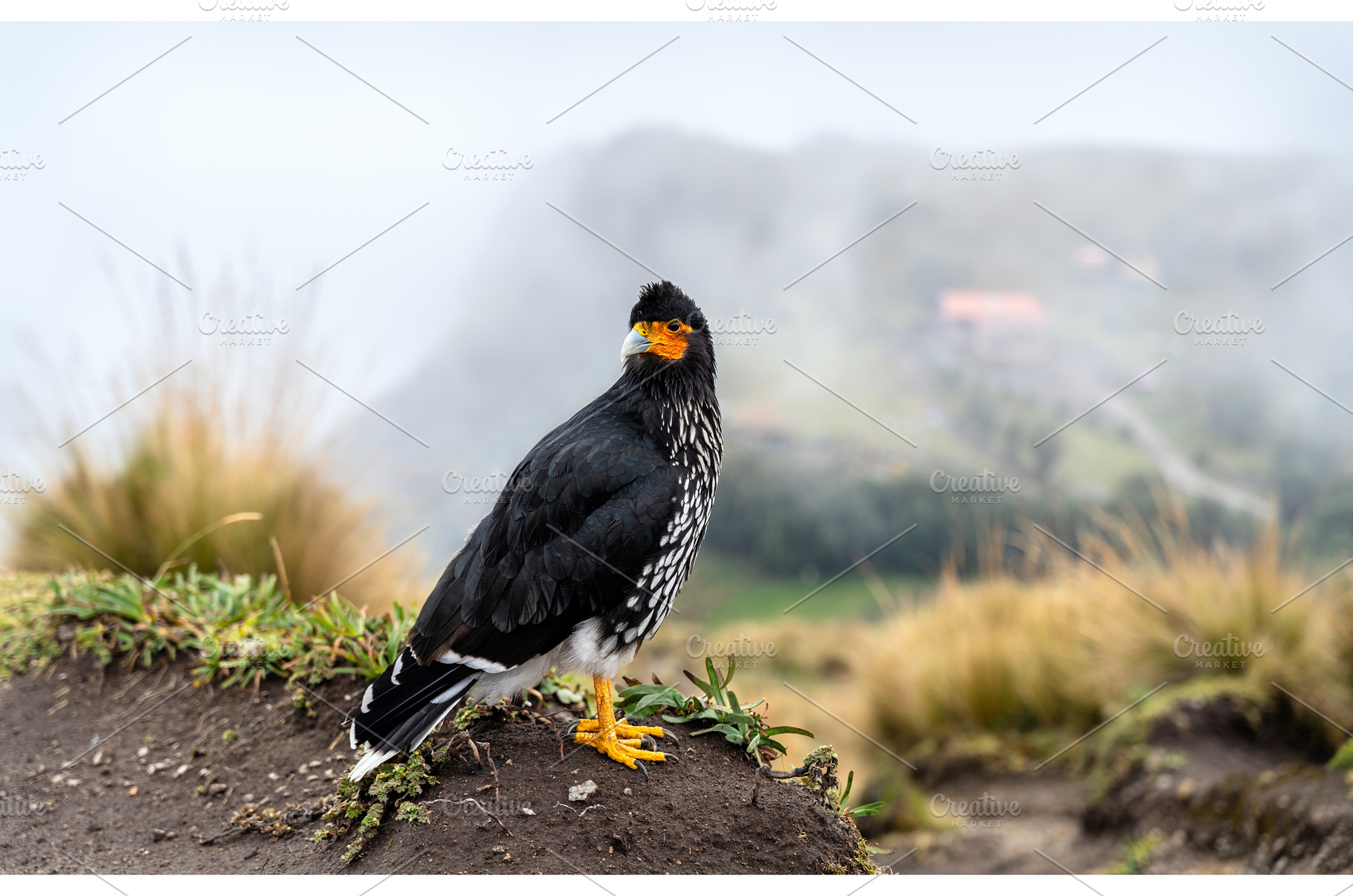 Carunculated Caracara bird at, an Animal Photo by Leonid Andronov