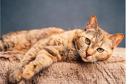 Serious domestic cat lies on a plaid