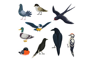 City bird, icons set. European, an Animal Illustration by the8monkey