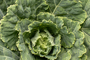 Ornamental cabbage (brassica), a Food & Drink Photo by Schreibikus