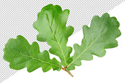 Oak tree leaves and acorns, an Object Graphic by Fruits+Veggies (Thumbnail 5 of 11)