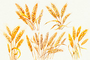 Wheat Watercolor Clipart, an Illustration by Anny Sketches (Thumbnail 2 of 7)