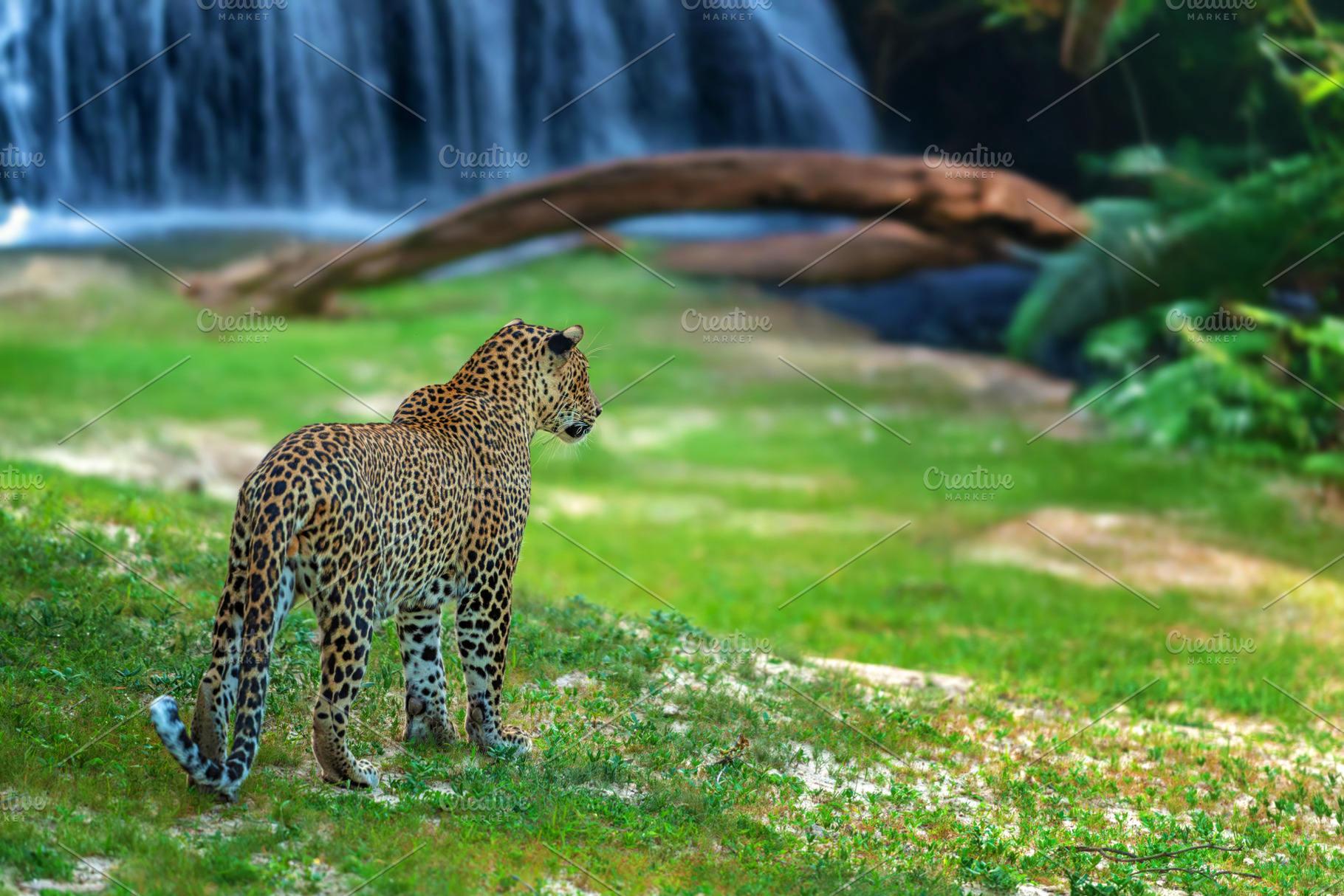 Leopard stand calmly near a waterfall in a lush green environmen, an Animal Photo by Byrdyak