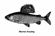 Fish collection, part 1, a Food Illustration by ZotovShop (Thumbnail 8 of 14)