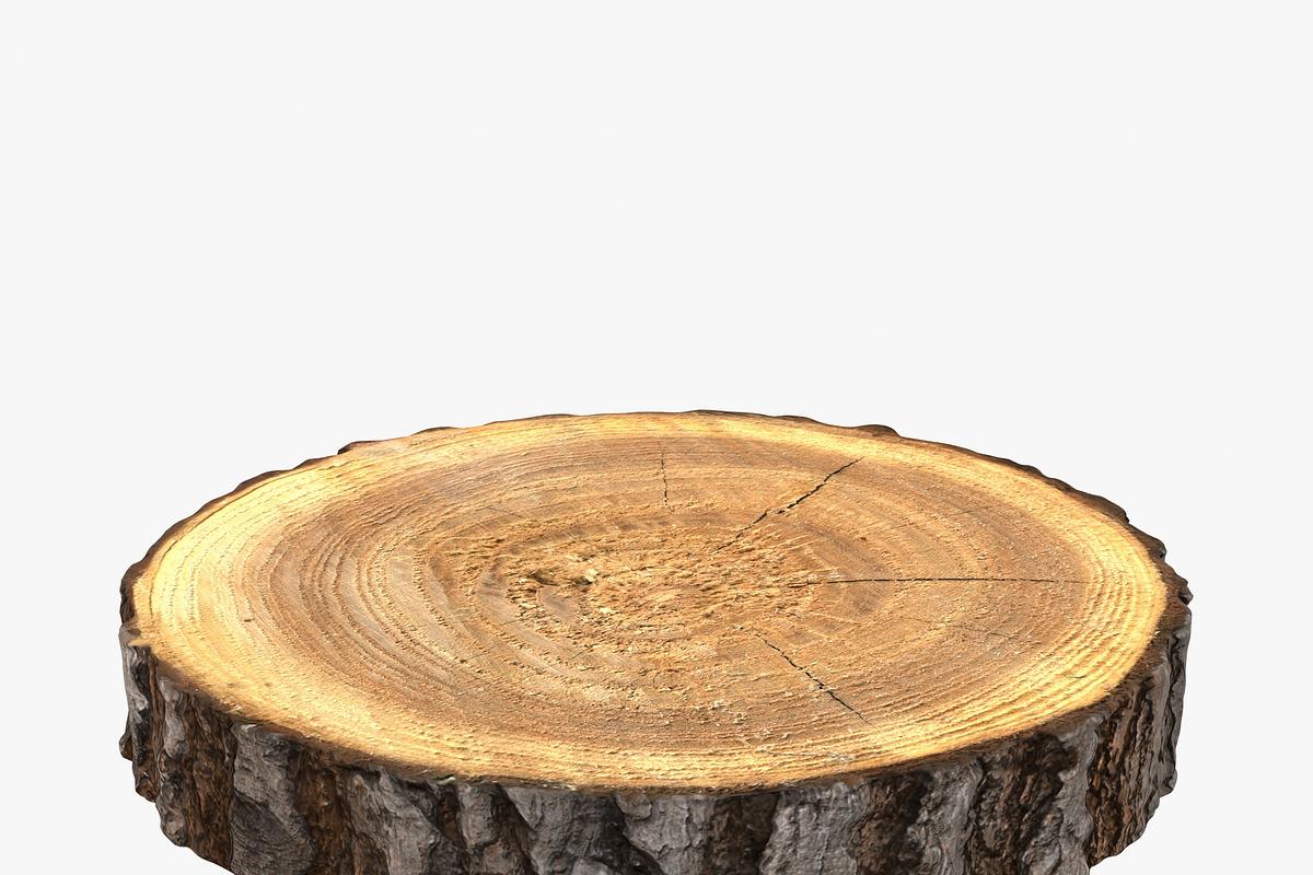Wood Log Slice, an Environmental 3D Model by 3D_PikNik (Photo 2 of 15)