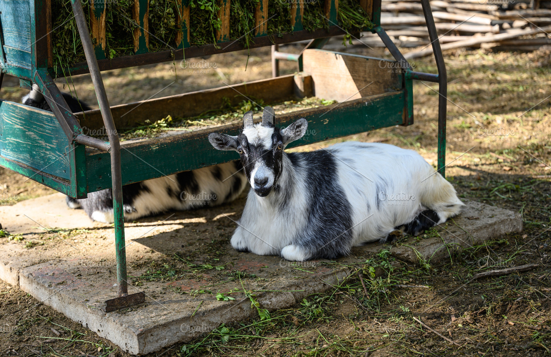 A black and white goat lies on the ground near a wooden manger w, an Animal Photo by ndanko