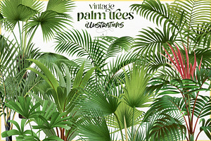 Vintage palm tree illustrations
