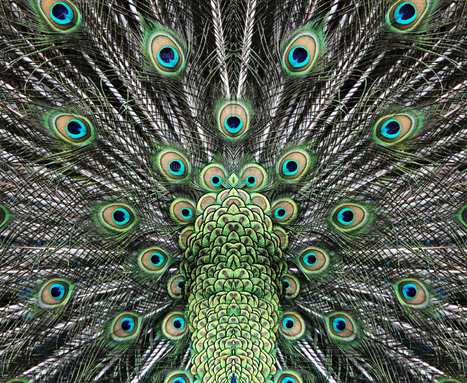 Beautiful peacock tail, a Photo by saiko3p