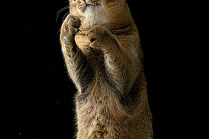 An adult gray straight-eared cat standing on its hind legs with, an Animal Photo by ndanko