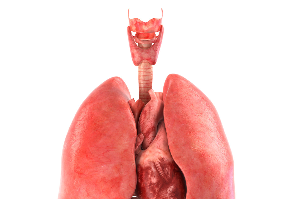 Human internal organs, a Characters & Person 3D Model by konstantin.ermolaev (Photo 6 of 46)