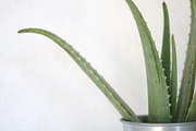 Living with Plants Photo Bundle, a Nature Photo by Wellness Stock Market (Thumbnail 10 of 11)