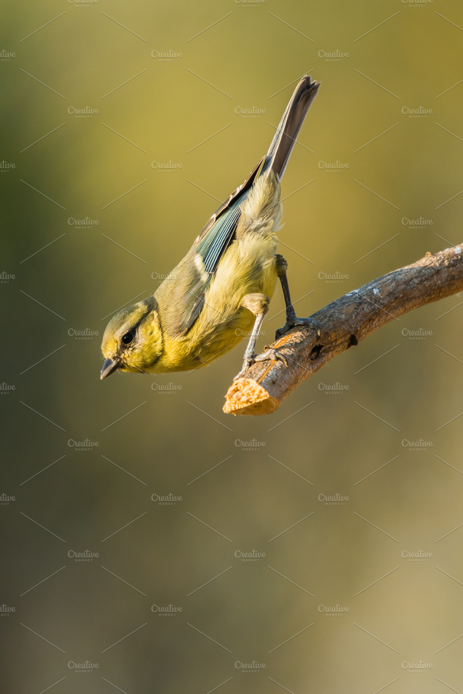 Cyanistes Caeruleus Containing Bird Blue And Tit
